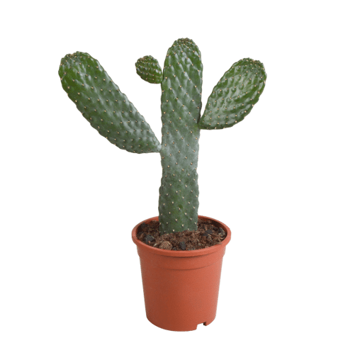 Opuntia consulea in 17 cm pot